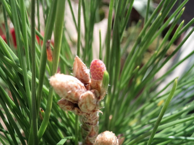 松ぼっくりの芽発生 思ったこと日記